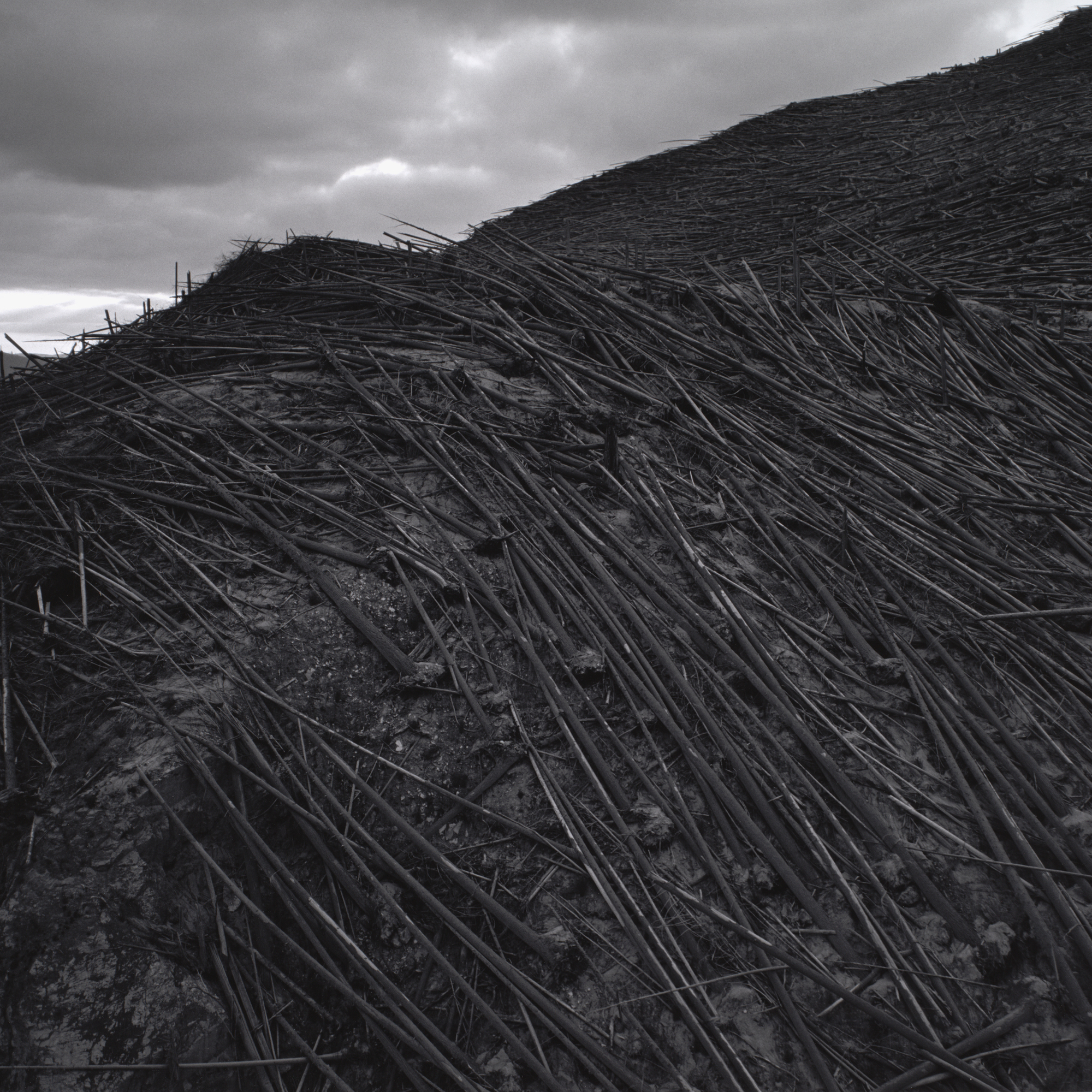 Frank Gohlke. Aerial View, Downed Forest Near Elk Rock, Approximately Ten Miles Northwest of Mount St. Helens, Washington. 1981. Gelatin silver print, 17 7/8 × 21 7/8″ (45.7 × 55.8 cm). The Museum of Modern Art, New York. Acquired through the generosity of Shirley C. Burden. © 2005 Frank Gohlke