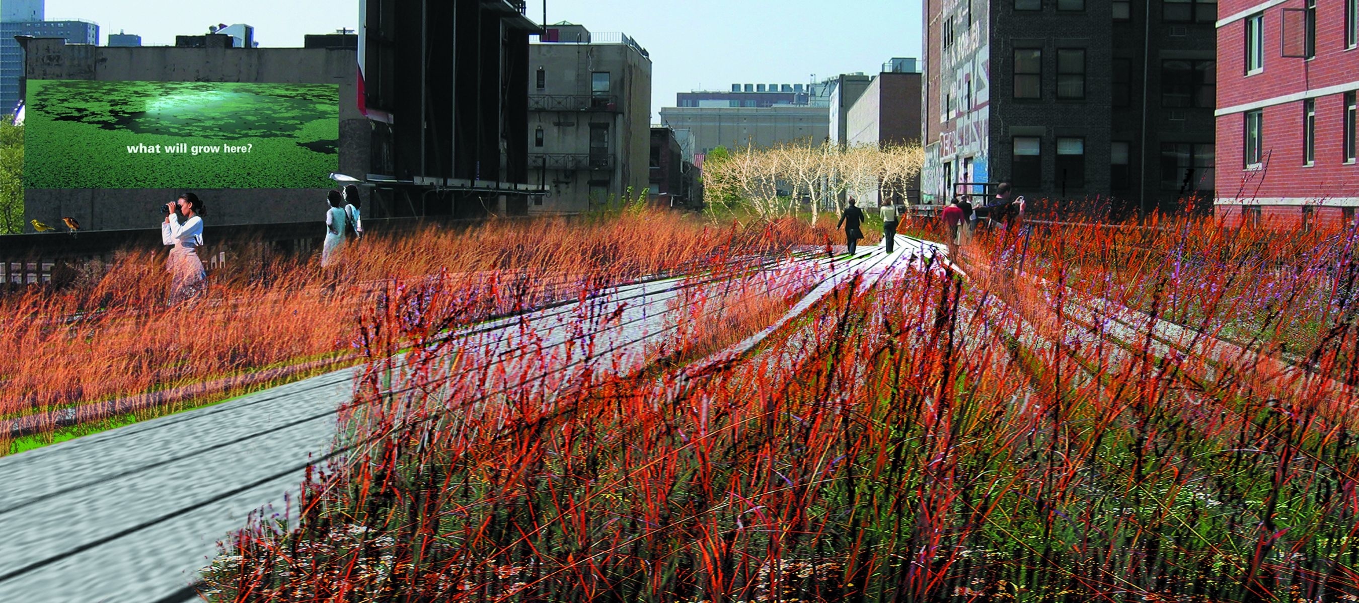Field Operations and Diller Scofidio + Renfro. The High Line, New York, New York. 2004–05. Perspective of grasslands and planking system, 2004