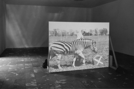 Installation view of Projects 64: Diana Thater at The Museum of Modern Art, New York. Photo: Thomas Griesel