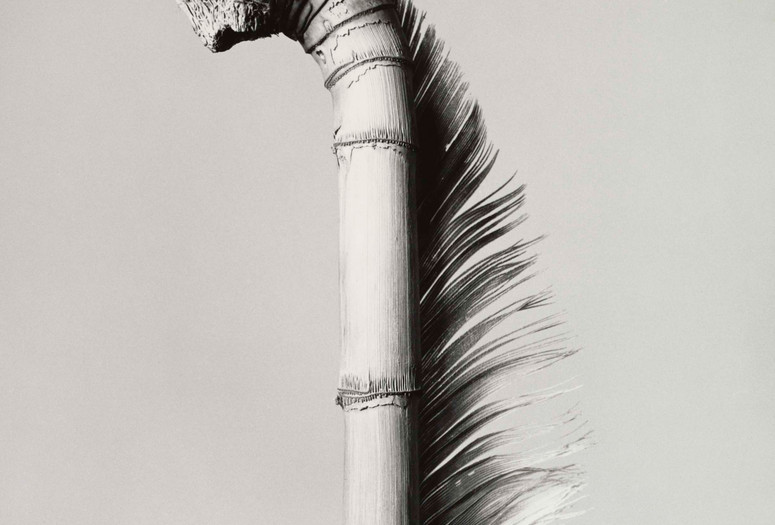 Joan Fontcuberta (Spanish, born 1955). Mullerpolis Plunfis. 1984. Gelatin silver print, 10 7/16 x 8 9/16″ (26.5 x 21.7 cm). The Museum of Modern Art, New York. Robert and Joyce Menschel Fund. © 2016 Joan Fontcuberta