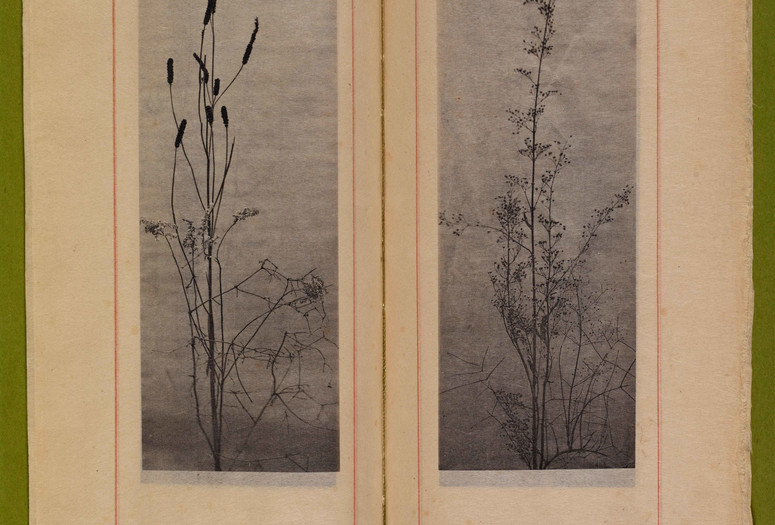 Dried grasses and seedpods. n.d. Photogravures on Japanese paper, page 7 1⁄2" x 2 3⁄4" (19.1 x 7 cm). Inset in William C. Gannett. The House Beautiful (River Forest, Ill.: Auvergne Press, 1896–98). Avery Architectural & Fine Arts Library, Columbia University, New York
