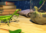 The Mantis Parable. 2005. USA. Directed by Josh Staub. Courtesy Jubilee Studios