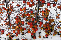 Richard Benson. Apples. 2007