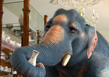 Like an Elephant in A China Shop. 2017. France. Directed by Louise Chevrier, Luka Fischer, Rodolphe Groshens, Marie Guillon, Estelle Martinez, Benoit Paillard, and Lisa Rasasombat. Courtesy ESMA CG School