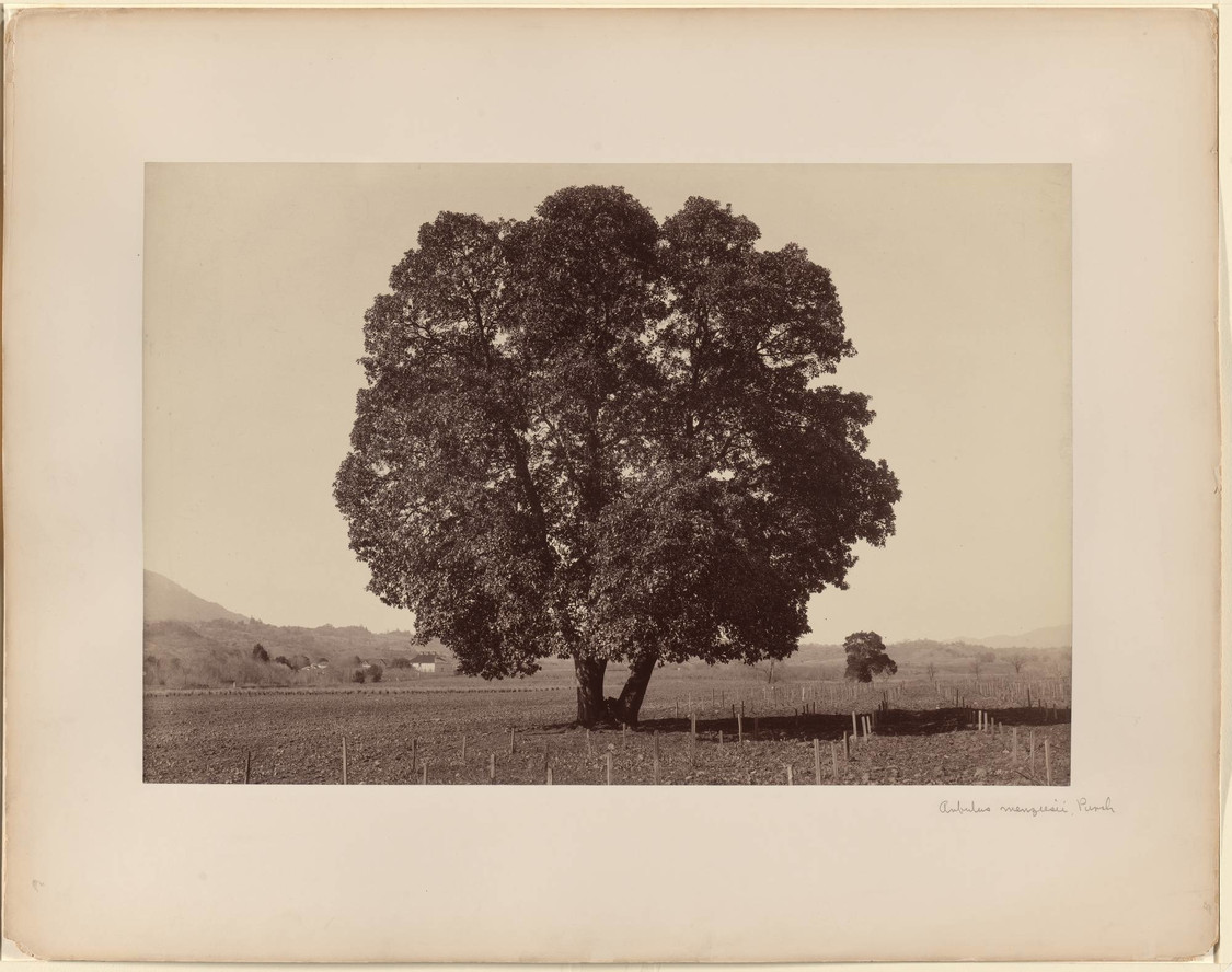 Carleton E. Watkins. Arbutus Menziesii, Pursh. 1861