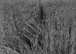 OHO Group with Milenko Matanović. &#34;Summer Projects,&#34; wheat and rope. 1969 Gelatin silver print. Kynaston McShine Information Exhibition Research, IV.63.a. The Museum of Modern Art Archives, New York
