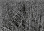 OHO Group with Milenko Matanović. “Summer Projects,” wheat and rope. 1969. Gelatin silver print. Kynaston McShine Information Exhibition Research, IV.63.a. The Museum of Modern Art Archives, New York
