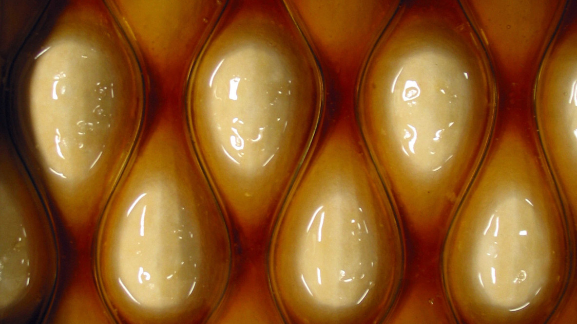Neri Oxman, Massachusetts Institute of Technology, Cambridge, MA. Cartesian Wax, from the Materialecology project. 2007. Rhinoceros and Generative Components software; ultra low viscosity urethane rubber, semi rigid polyurethane casting resin composite, and machinable wax, 60 × 48 × 2&#34; (152.4 × 121.9 × 5.1 cm). Gift of The Contemporary Arts Council of The Museum of Modern Art. © 2024 Neri Oxman