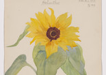 Hilma af Klint. Sunflower (Solrosen) from the portfolio Dornach Nature Studies. 1919. Watercolor, pencil, ink, and metallic paint on paper from a portfolio of 46 drawings. The Museum of Modern Art, New York. Committee on Drawings and Prints Fund and gift of Jack ShearImage description: A watercolor painting of a blooming sunflower on a cream canvas, with a cursive description of its scientific Latin name, “Helianthus” underneath. At the bottom, two gray and red concentric circles surround a small black dot of paint and several thin black lines.
