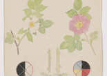 Image: Hilma af Klint. Rosa canina (Dog Rose), Rosa dumalis (Glaucous Dog Rose), Vicia cracca (Bird Vetch). Sheet 19 (detail) from the portfolio Nature Studies. July 7–8, 1919. Watercolor, pencil, ink, and metallic paint on paper. The Museum of Modern Art, New York. Committee on Drawings and Prints Fund and gift of Jack Shear, 2022