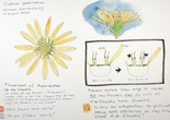 Nature journaling page by Lena Struwe from August 17, 2021, showing the exploration of a cupplant flowering head, from the side and open, with diagrammatic drawings of in which order the flowers open from the edges towards the center based on detailed observation. The ink drawings have had watercolor added, and the text includes observations and number of parts, and questions while looking at flower head (marked with Q). Photo: Lena Struwe, 2025