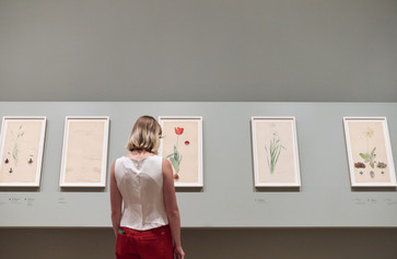 Installation view of Hilma af Klint: What Stands Behind the Flowers, The Museum of Modern Art, New York, May 11–September 27, 2025. Photo: Alycia Kravitz
