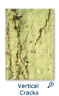 Vertical Cracks