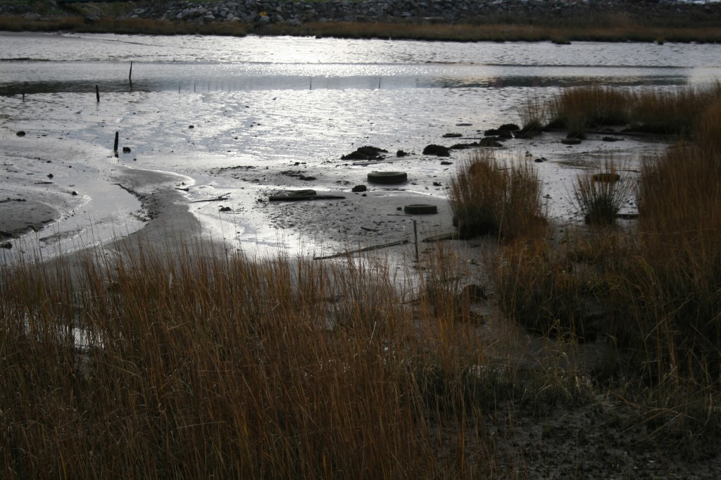 Bayonne Saltmarsh, Team Matthew Baird
