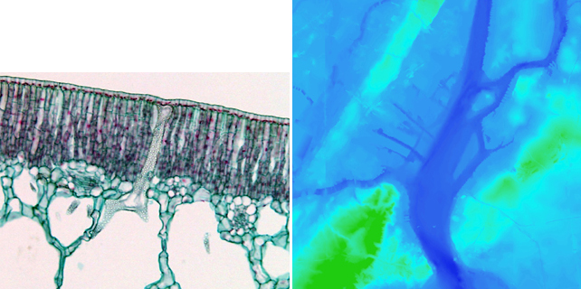 Left: Long cylindrical palisade cells, the primary site of light absorption and photosynthesis, are found just below the upper surface of a leaf. Image courtesy University of Nevada–Las Vegas School of Life Sciences; Right: A merged GIS-based model of the New York-New Jersey Upper Bay, emphasizing the fluid continuity of topography and bathymetry. Deepest areas are indicated in dark blue, highest elevations in green. © Palisade Bay Team: Guy Nordenson and Associates, Catherine Seavitt Studio, and Architecture Research Office