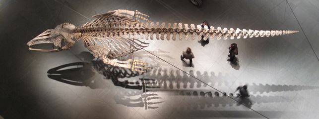 Gabriel Orozco. Installation view of Mobile Matrix (2006) at The Museum of Modern Art, New York. Graphite on gray whale skeleton, 6’ 5 3/16” x 35’ 8 ¾” x 8’ 8 ¾” (196 x 1089 x 266 cm). Biblioteca Vasconcelos, Mexico City. Photo: Charles Watlington. © 2010 Gabriel Orozco