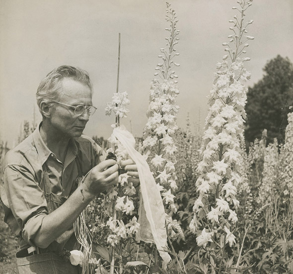 Steichen and flowers