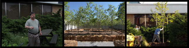 From left to right: Spring, 2011: Ossie Lo Verme wanted some trees for the green patch outside Teamsters Local 808. Summer, 2011: New York Restoration Project donated sixty red oaks, which we held in a “Tree Room” in MoMA PS1’s courtyard. Fall, 2011: With the help of New York Restoration Project, a tree is released from its holding pattern and planted at Teamsters Local 808.