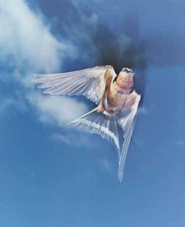 Eliot Porter. Barn Swallow, Great Spruce Head Island, Maine