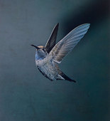 Eliot Porter. <i>Blue-throated Hummingbird, Chiricahua Mountains, Arizona, May 1959 [Lampornis clemenciae]</i>. 1959. Dye transfer print, 9 5/16 x 7 3/4" (23.7 x 19.6 cm). The Museum of Modern Art, New York. Gift of David H. McAlpin. &copy; 1990 Amon Carter Museum of American Art 