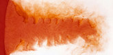 Berni Searle. <i>On Either Side.</i> 2005. Pigmented inkjet print, 39 3/8 x 78 3/4" (100 x 200 cm). The Museum of Modern Art, New York. Fund for the Twenty-First Century. &copy; 2007 Berni Searle
