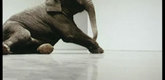 Douglas  Gordon. <i>Play Dead; Real Time.</i> 2003. Still from video installation with two screens, monitor, and color video, 21  min. loop and 11 min. loop, dimensions variable. The Museum of Modern Art. Gift  of Richard J. Massey. Image courtesy of Douglas Gordon