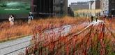 Field Operations and Diller Scofidio + Renfro. <i>The High Line, New York, New
York</i>. 2004&ndash;05. Perspective of grasslands and planking system, 2004