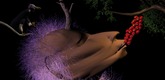<i>Tender Bodies.</i> 2003. USA. Directed by James Duesing