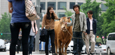 <i>Rolling Home with a Bull.</i> 2010. South Korea. Directed by Im Soon-rye