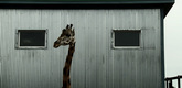 <i>Bestiaire (Bestiary)</i>. 2012. Canada. Directed by Denis Côté