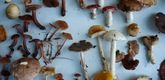 Mushroom Hunt. Courtesy of Mildred's Lane