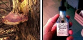 Ganoderma Opus. Photo courtesy of Clayton Lewis, 2012