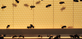 Bee Space Drawing. Image courtesy of Bee Space
