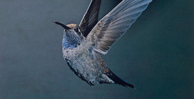 Eliot Porter. <i>Blue-throated Hummingbird, Chiricahua Mountains, Arizona, May 1959 [Lampornis clemenciae]</i>. 1959. Dye transfer print, 9 5/16 x 7 3/4" (23.7 x 19.6 cm). The Museum of Modern Art, New York. Gift of David H. McAlpin. &copy; 1990 Amon Carter Museum of American Art 