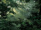 Thomas Demand. <i>Clearing</i>. 2003