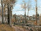 Camille Pisarro. Louveciennes. 1871
Paul Cézanne. Louveciennes. c. 1872