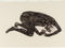 Etching and aquatint on handmade Japanese paper<br />
Composition: 23 7/16 x 49 1/4" (59.6 x 125.1 cm)<br />
Sheet: 41 13/16 x 6' 5 1/16" (106.2 cm x 195.8 cm)<br />
Publisher and Printer: Universal Limited Art Editions, West Islip, New York<br />
Edition: 33<br />
The Museum of Modern Art, New York. Gift of Emily Fisher Landau, 1993<br />
© Kiki Smith