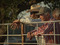 <i>We Went to War</i>. 2012. Great Britain/Ireland. Directed by Michael Grigsby, Rebekah Tolley