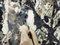 Conservation of Jackson Pollock