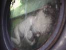 Mutated fetus in aftermath 