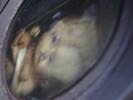 of radioactive emissions from Chernobyl 