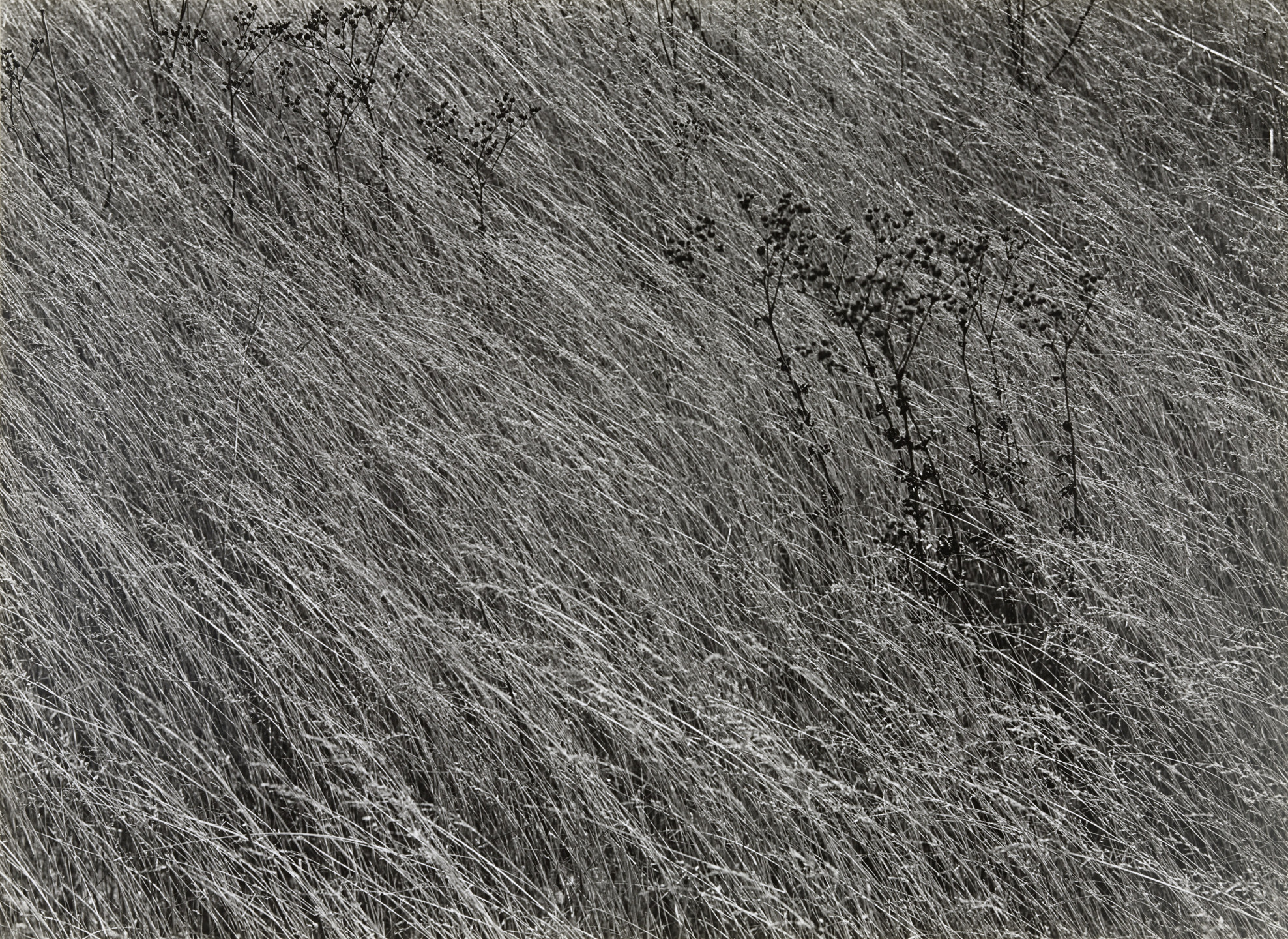 Harry Callahan. Untitled. 1941
