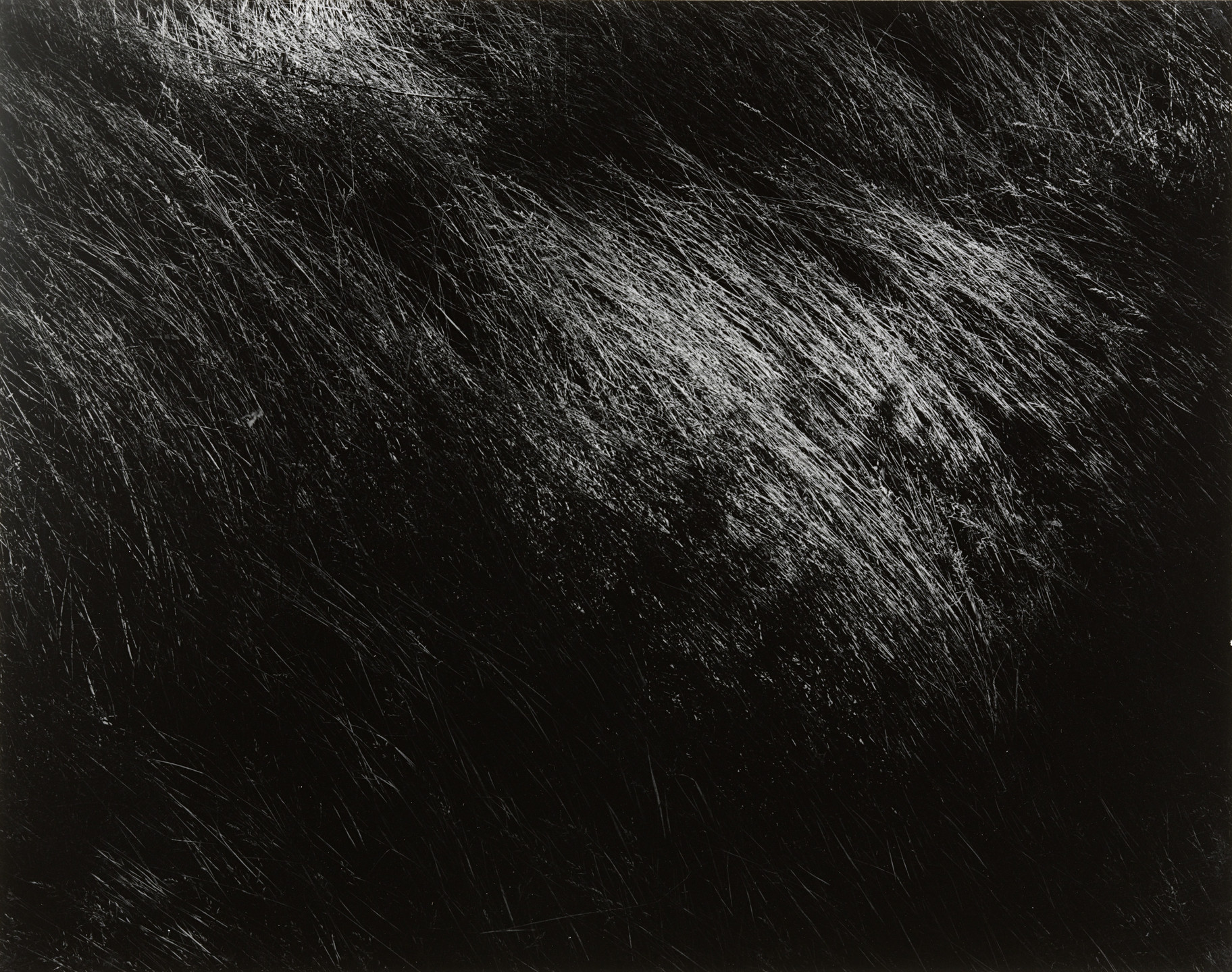 Harry Callahan. Untitled. 1941