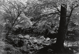 絵画　【山々の水に満たされ貯まりゆく】 The Muro River (Summer) | Cultural Japan