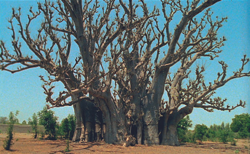 Laurence Attali. Baobab. 2000