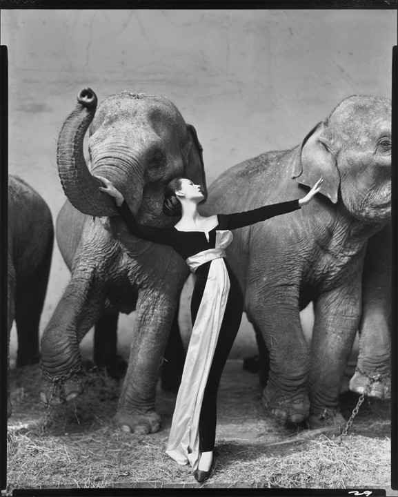Richard Avedon. Dovima with Elephants, Evening Dress by Dior, Cirque d’Hiver, Paris. August 1955