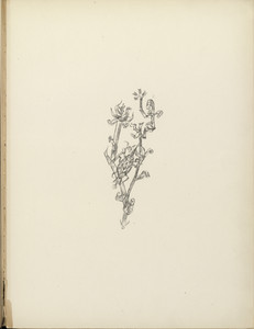 Giant Aphid (Riesenblattlaus) (plate 10) from the illustrated book Deutsche Graphiker der Gegenwart (German Printmakers of Our Time)