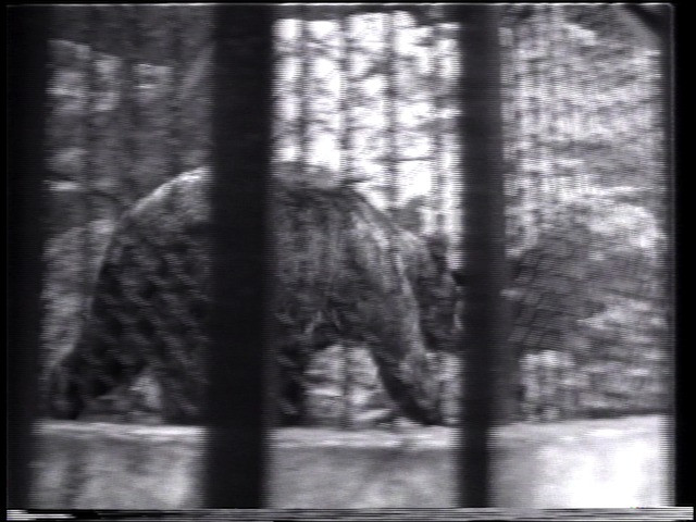 Simone Forti. Three Grizzlies. 1974