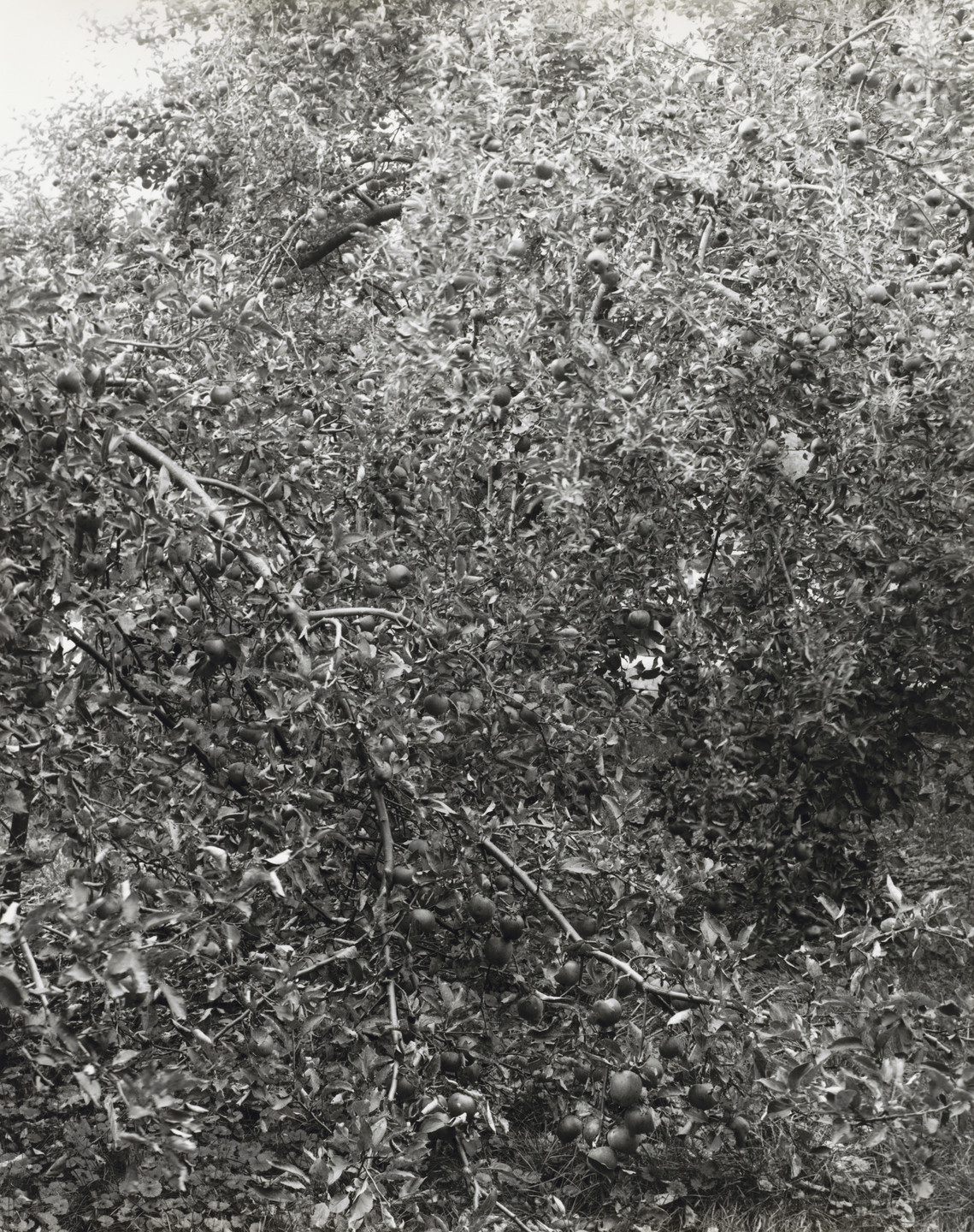 John Szarkowski. Baldwin, Heavy Crop. 2001