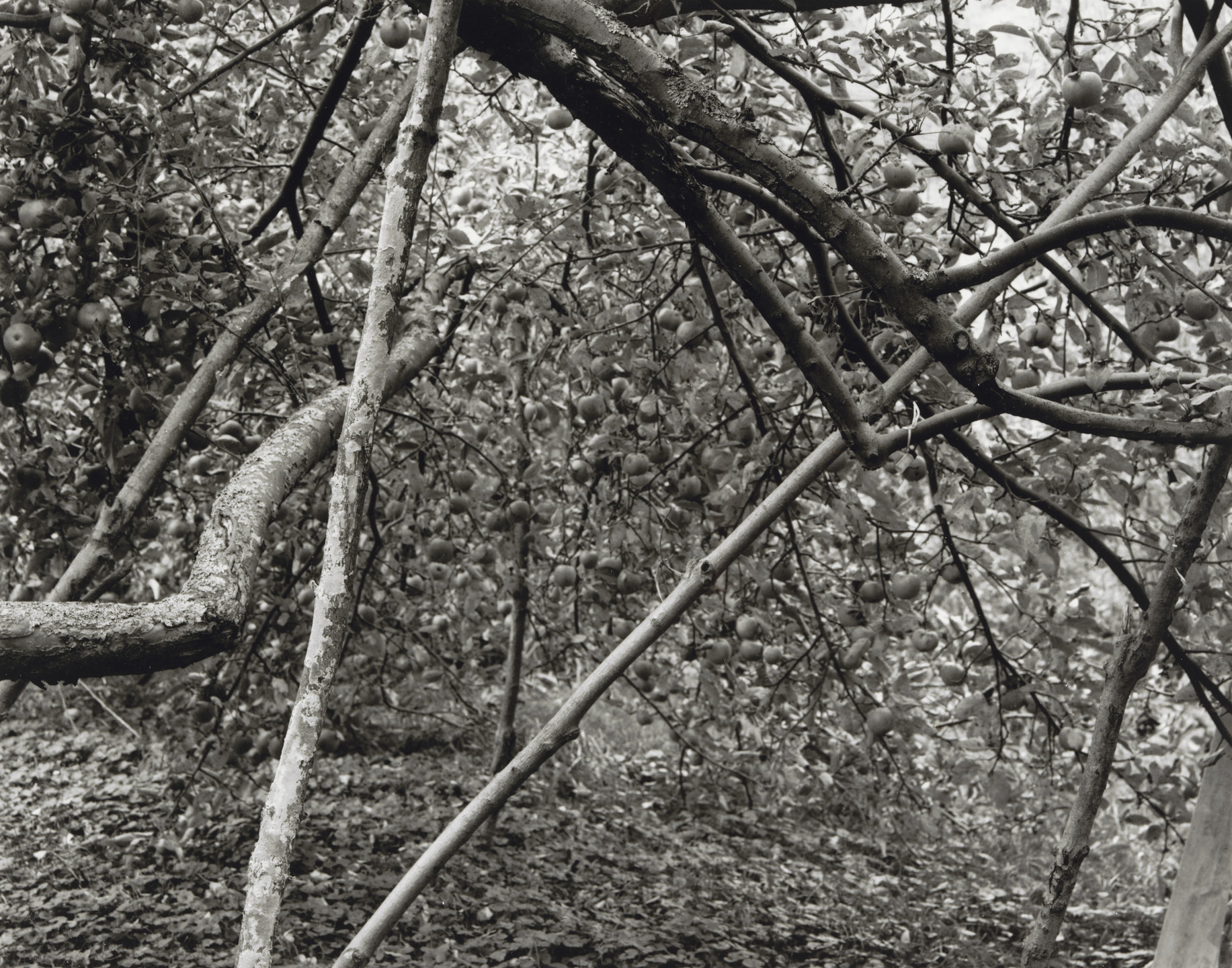 John Szarkowski. Winesap, Heavy Crop. 2001